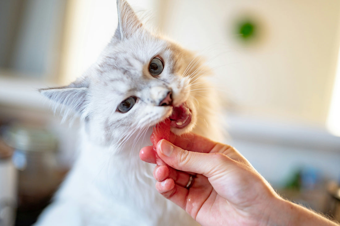 Healthy cat - happy cat!